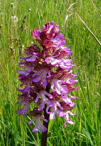 Orchis purpurea (Orchidaceae)  - Orchis pourpre, Grivollée, Orchis casque, Orchis brun - Lady Orchid Aisne [France] 15/05/2004 - 190m