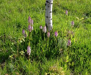 Orchis purpurea (Orchidaceae)  - Orchis pourpre, Grivollée, Orchis casque, Orchis brun - Lady Orchid Aisne [France] 15/05/2004 - 190m