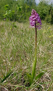 Orchis purpurea (Orchidaceae)  - Orchis pourpre, Grivollée, Orchis casque, Orchis brun - Lady Orchid Aisne [France] 15/05/2004 - 120m