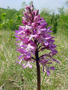 Orchis purpurea (Orchidaceae)  - Orchis pourpre, Grivollée, Orchis casque, Orchis brun - Lady Orchid Aisne [France] 15/05/2004 - 120m