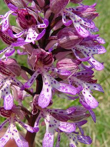 Orchis purpurea (Orchidaceae)  - Orchis pourpre, Grivollée, Orchis casque, Orchis brun - Lady Orchid Aisne [France] 15/05/2004 - 120m