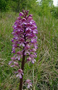 Orchis purpurea (Orchidaceae)  - Orchis pourpre, Grivollée, Orchis casque, Orchis brun - Lady Orchid Aisne [France] 15/05/2004 - 120m