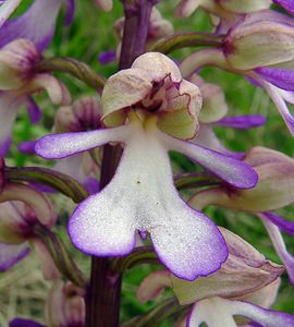 Orchis purpurea (Orchidaceae)  - Orchis pourpre, Grivollée, Orchis casque, Orchis brun - Lady Orchid Aisne [France] 15/05/2004 - 120m