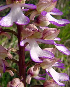 Orchis purpurea (Orchidaceae)  - Orchis pourpre, Grivollée, Orchis casque, Orchis brun - Lady Orchid Aisne [France] 16/05/2004 - 120m