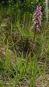 Orchis purpurea (Orchidaceae)  - Orchis pourpre, Grivollée, Orchis casque, Orchis brun - Lady Orchid Aisne [France] 16/05/2004 - 120m