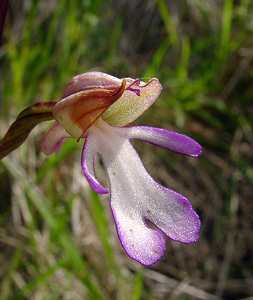 Orchis purpurea (Orchidaceae)  - Orchis pourpre, Grivollée, Orchis casque, Orchis brun - Lady Orchid Aisne [France] 16/05/2004 - 120m