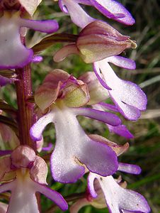 Orchis purpurea (Orchidaceae)  - Orchis pourpre, Grivollée, Orchis casque, Orchis brun - Lady Orchid Aisne [France] 16/05/2004 - 120m