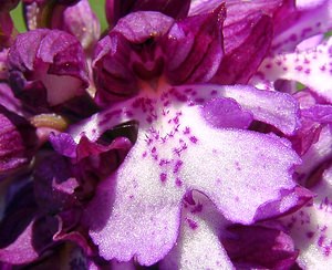 Orchis purpurea (Orchidaceae)  - Orchis pourpre, Grivollée, Orchis casque, Orchis brun - Lady Orchid Aisne [France] 16/05/2004 - 90m