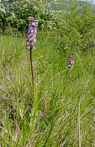 Orchis purpurea (Orchidaceae)  - Orchis pourpre, Grivollée, Orchis casque, Orchis brun - Lady Orchid Aisne [France] 16/05/2004 - 150m
