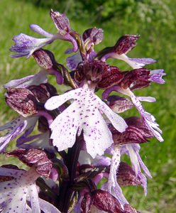Orchis purpurea (Orchidaceae)  - Orchis pourpre, Grivollée, Orchis casque, Orchis brun - Lady Orchid Aisne [France] 16/05/2004 - 150m