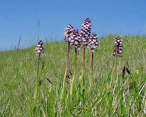 Orchis purpurea (Orchidaceae)  - Orchis pourpre, Grivollée, Orchis casque, Orchis brun - Lady Orchid Aisne [France] 16/05/2004 - 120m