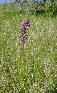 Orchis purpurea (Orchidaceae)  - Orchis pourpre, Grivollée, Orchis casque, Orchis brun - Lady Orchid Aisne [France] 16/05/2004 - 120m