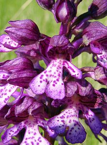 Orchis purpurea (Orchidaceae)  - Orchis pourpre, Grivollée, Orchis casque, Orchis brun - Lady Orchid Aisne [France] 16/05/2004 - 120m