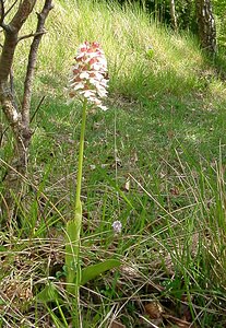 Orchis purpurea (Orchidaceae)  - Orchis pourpre, Grivollée, Orchis casque, Orchis brun - Lady Orchid Seine-Maritime [France] 22/05/2004 - 110m