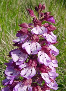 Orchis purpurea (Orchidaceae)  - Orchis pourpre, Grivollée, Orchis casque, Orchis brun - Lady Orchid Seine-Maritime [France] 22/05/2004 - 110m