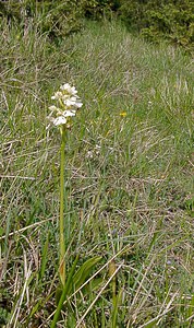 Orchis purpurea (Orchidaceae)  - Orchis pourpre, Grivollée, Orchis casque, Orchis brun - Lady Orchid Seine-Maritime [France] 22/05/2004 - 110m