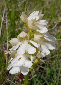 Orchis purpurea (Orchidaceae)  - Orchis pourpre, Grivollée, Orchis casque, Orchis brun - Lady Orchid Seine-Maritime [France] 22/05/2004 - 110m