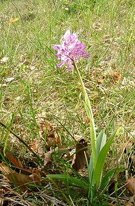 Orchis simia (Orchidaceae)  - Orchis singe - Monkey Orchid Aisne [France] 15/05/2004 - 120m