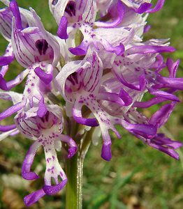 Orchis simia (Orchidaceae)  - Orchis singe - Monkey Orchid Aisne [France] 15/05/2004 - 120m