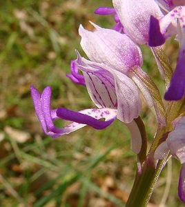 Orchis simia (Orchidaceae)  - Orchis singe - Monkey Orchid Aisne [France] 15/05/2004 - 120m