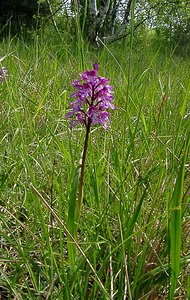 Orchis x hybrida (Orchidaceae)  - Orchis hybrideOrchis militaris x Orchis purpurea. Aisne [France] 15/05/2004 - 140m