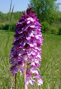 Orchis x hybrida (Orchidaceae)  - Orchis hybrideOrchis militaris x Orchis purpurea. Aisne [France] 16/05/2004 - 90m