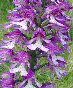Orchis x hybrida (Orchidaceae)  - Orchis hybrideOrchis militaris x Orchis purpurea. Seine-Maritime [France] 22/05/2004 - 110m