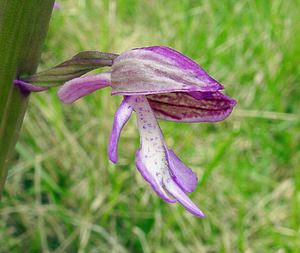 Orchis x hybrida (Orchidaceae)  - Orchis hybrideOrchis militaris x Orchis purpurea. Seine-Maritime [France] 22/05/2004 - 110m