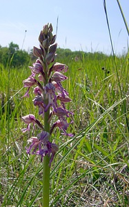 Orchis x spuria (Orchidaceae)  - Orchis bâtardOrchis anthropophora x Orchis militaris. Aisne [France] 16/05/2004 - 90m