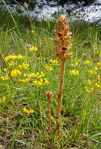 Orobanche gracilis (Orobanchaceae)  - Orobanche grêle, Orobanche à odeur de girofle, Orobanche sanglante Seine-Maritime [France] 22/05/2004 - 90m