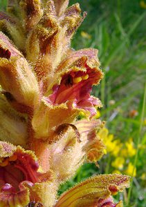 Orobanche gracilis (Orobanchaceae)  - Orobanche grêle, Orobanche à odeur de girofle, Orobanche sanglante Seine-Maritime [France] 22/05/2004 - 90m