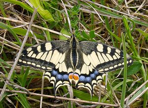 Papilio machaon (Papilionidae)  - Machaon, Grand Porte-Queue Seine-Maritime [France] 22/05/2004 - 90m