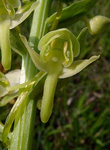 Platanthera chlorantha (Orchidaceae)  - Platanthère à fleurs verdâtres, Orchis vert, Orchis verdâtre, Plalatanthère des montagnes, Platanthère verdâtre - Greater Butterfly-orchid Aisne [France] 15/05/2004 - 190m