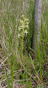 Platanthera chlorantha (Orchidaceae)  - Platanthère à fleurs verdâtres, Orchis vert, Orchis verdâtre, Plalatanthère des montagnes, Platanthère verdâtre - Greater Butterfly-orchid Seine-Maritime [France] 22/05/2004 - 110m