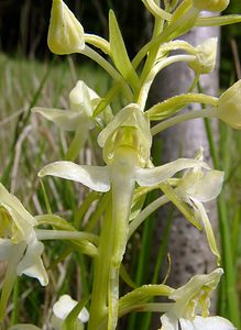 Platanthera chlorantha (Orchidaceae)  - Platanthère à fleurs verdâtres, Orchis vert, Orchis verdâtre, Plalatanthère des montagnes, Platanthère verdâtre - Greater Butterfly-orchid Seine-Maritime [France] 22/05/2004 - 110m