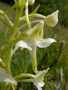 Platanthera chlorantha (Orchidaceae)  - Platanthère à fleurs verdâtres, Orchis vert, Orchis verdâtre, Plalatanthère des montagnes, Platanthère verdâtre - Greater Butterfly-orchid Seine-Maritime [France] 22/05/2004 - 110m