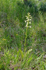 Platanthera chlorantha (Orchidaceae)  - Platanthère à fleurs verdâtres, Orchis vert, Orchis verdâtre, Plalatanthère des montagnes, Platanthère verdâtre - Greater Butterfly-orchid Aisne [France] 29/05/2004 - 120m