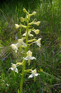 Platanthera chlorantha (Orchidaceae)  - Platanthère à fleurs verdâtres, Orchis vert, Orchis verdâtre, Plalatanthère des montagnes, Platanthère verdâtre - Greater Butterfly-orchid Aisne [France] 29/05/2004 - 120m