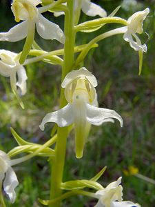 Platanthera chlorantha (Orchidaceae)  - Platanthère à fleurs verdâtres, Orchis vert, Orchis verdâtre, Plalatanthère des montagnes, Platanthère verdâtre - Greater Butterfly-orchid Aisne [France] 29/05/2004 - 120m