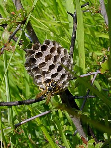 Polistes opinabilis (Vespidae)  Aisne [France] 29/05/2004 - 120m