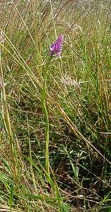 Anacamptis pyramidalis (Orchidaceae)  - Orchis pyramidal - Pyramidal Orchid Nord [France] 12/06/2004