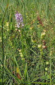 Dactylorhiza fuchsii (Orchidaceae)  - Dactylorhize de Fuchs, Orchis de Fuchs, Orchis tacheté des bois, Orchis de Meyer, Orchis des bois - Common Spotted-orchid Hal-Vilvorde [Belgique] 19/06/2004 - 20m