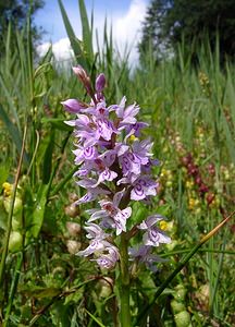 Dactylorhiza fuchsii (Orchidaceae)  - Dactylorhize de Fuchs, Orchis de Fuchs, Orchis tacheté des bois, Orchis de Meyer, Orchis des bois - Common Spotted-orchid Hal-Vilvorde [Belgique] 19/06/2004 - 20m