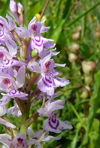 Dactylorhiza fuchsii (Orchidaceae)  - Dactylorhize de Fuchs, Orchis de Fuchs, Orchis tacheté des bois, Orchis de Meyer, Orchis des bois - Common Spotted-orchid Hal-Vilvorde [Belgique] 19/06/2004 - 20m