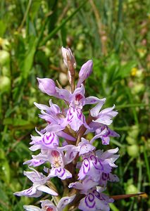 Dactylorhiza fuchsii (Orchidaceae)  - Dactylorhize de Fuchs, Orchis de Fuchs, Orchis tacheté des bois, Orchis de Meyer, Orchis des bois - Common Spotted-orchid Hal-Vilvorde [Belgique] 19/06/2004 - 20m