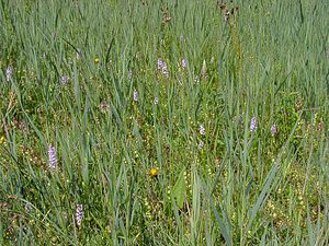 Dactylorhiza fuchsii (Orchidaceae)  - Dactylorhize de Fuchs, Orchis de Fuchs, Orchis tacheté des bois, Orchis de Meyer, Orchis des bois - Common Spotted-orchid Hal-Vilvorde [Belgique] 19/06/2004 - 20m