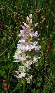 Dactylorhiza fuchsii (Orchidaceae)  - Dactylorhize de Fuchs, Orchis de Fuchs, Orchis tacheté des bois, Orchis de Meyer, Orchis des bois - Common Spotted-orchid Hal-Vilvorde [Belgique] 19/06/2004 - 20m