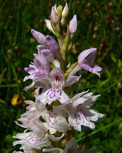 Dactylorhiza fuchsii (Orchidaceae)  - Dactylorhize de Fuchs, Orchis de Fuchs, Orchis tacheté des bois, Orchis de Meyer, Orchis des bois - Common Spotted-orchid Hal-Vilvorde [Belgique] 19/06/2004 - 20m