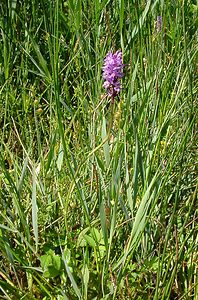 Dactylorhiza fuchsii (Orchidaceae)  - Dactylorhize de Fuchs, Orchis de Fuchs, Orchis tacheté des bois, Orchis de Meyer, Orchis des bois - Common Spotted-orchid Hal-Vilvorde [Belgique] 19/06/2004 - 20m