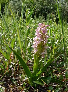 Dactylorhiza incarnata (Orchidaceae)  - Dactylorhize incarnat, Orchis incarnat, Orchis couleur de chair - Early Marsh-orchid Nord [France] 12/06/2004 - 10m